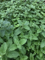 Melissa officinalis