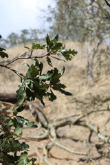 Quercus × jolonensis