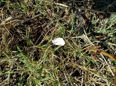 Convolvulus arvensis