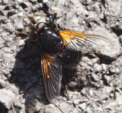 Mesembrina meridiana