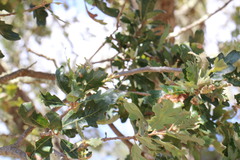 Quercus × jolonensis