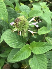 Monarda fistulosa