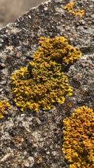 Teloschistaceae