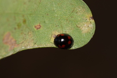 Exochomus quadripustulatus