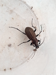 Carabus granulatus
