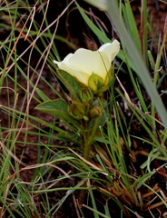 Hibiscus aethiopicus