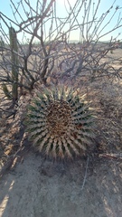 Ferocactus emoryi