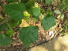 Mallotus repandus