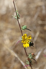 Calycadenia truncata
