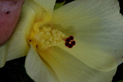 Hibiscus aethiopicus