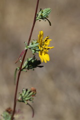 Calycadenia truncata