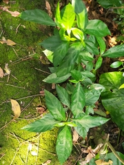 Lepidagathis formosensis