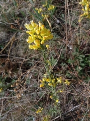 Linaria biebersteinii