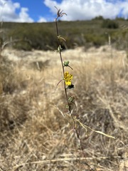 Calycadenia truncata