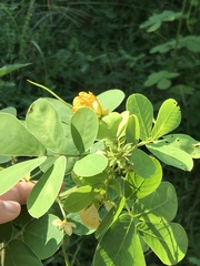Senna obtusifolia