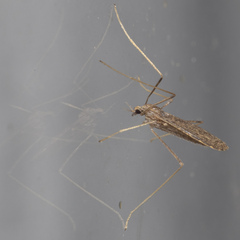 Limoniidae