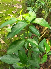 Lepidagathis formosensis