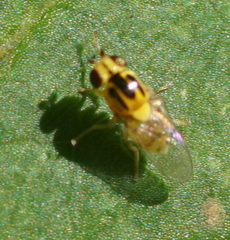 Thaumatomyia
