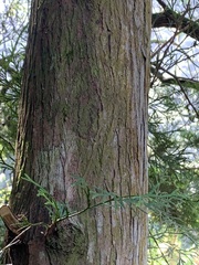 Calocedrus formosana