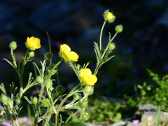 Ranunculus sprunerianus