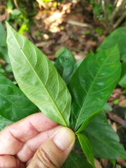 Lepidagathis formosensis