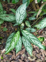Aglaonema