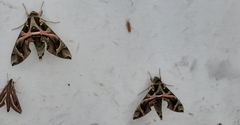 Daphnis nerii