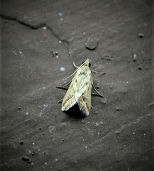 Achyra rantalis