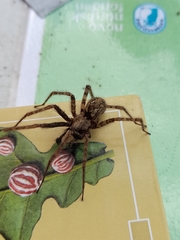 Tegenaria ferruginea