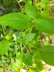 Asystasia intrusa