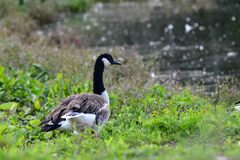 Branta canadensis