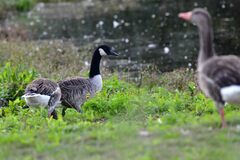 Branta canadensis