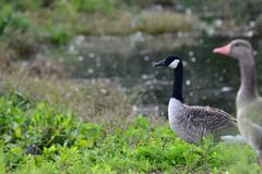 Branta canadensis