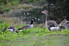 Branta canadensis