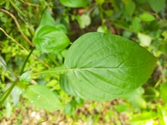 Asystasia intrusa