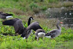 Branta canadensis