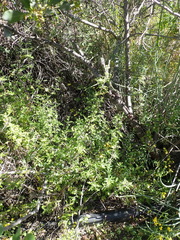 Salvia stenophylla