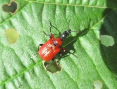 Apoderus coryli