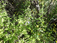 Salvia stenophylla