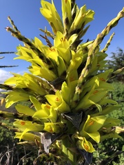 Puya chilensis