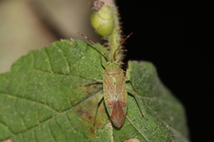 Pantilius tunicatus