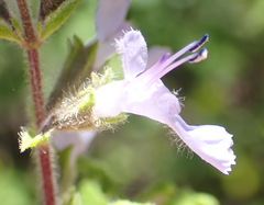 Salvia stenophylla