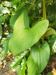 Dioscorea alata