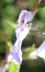 Salvia stenophylla
