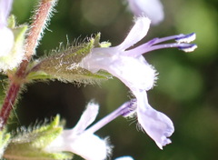 Salvia stenophylla