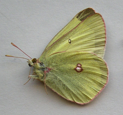 Colias gigantea