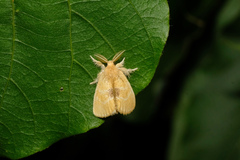 Artaxa