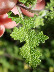 Salvia stenophylla