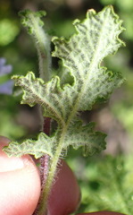 Salvia stenophylla