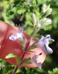 Salvia stenophylla